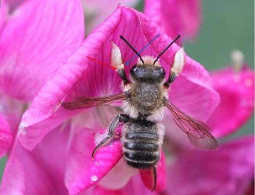 Megachile willughbiella